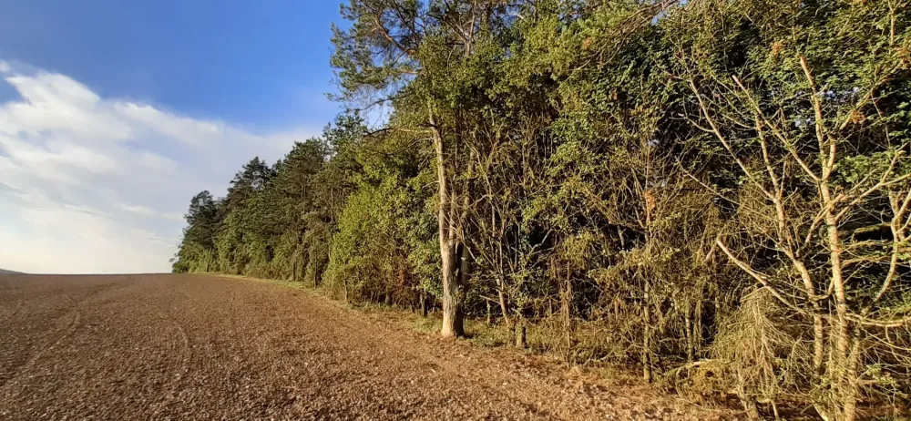 Entreprise d'élagage près de Chaumont 